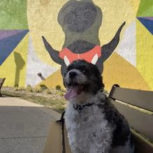 Mulligan’s Bark Park photo 1